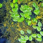aquatic plants floating on top of water